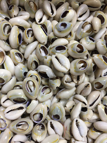 Cowrie Shells 100 Pcs